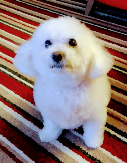 Medivet Washingborough