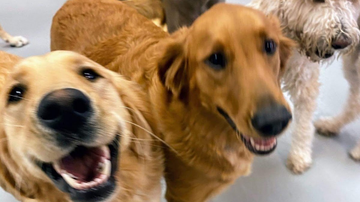 Dog Gone Happy - Photo 2