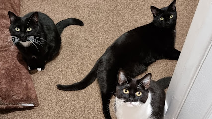 Purrfect Paws & Tiny Claws