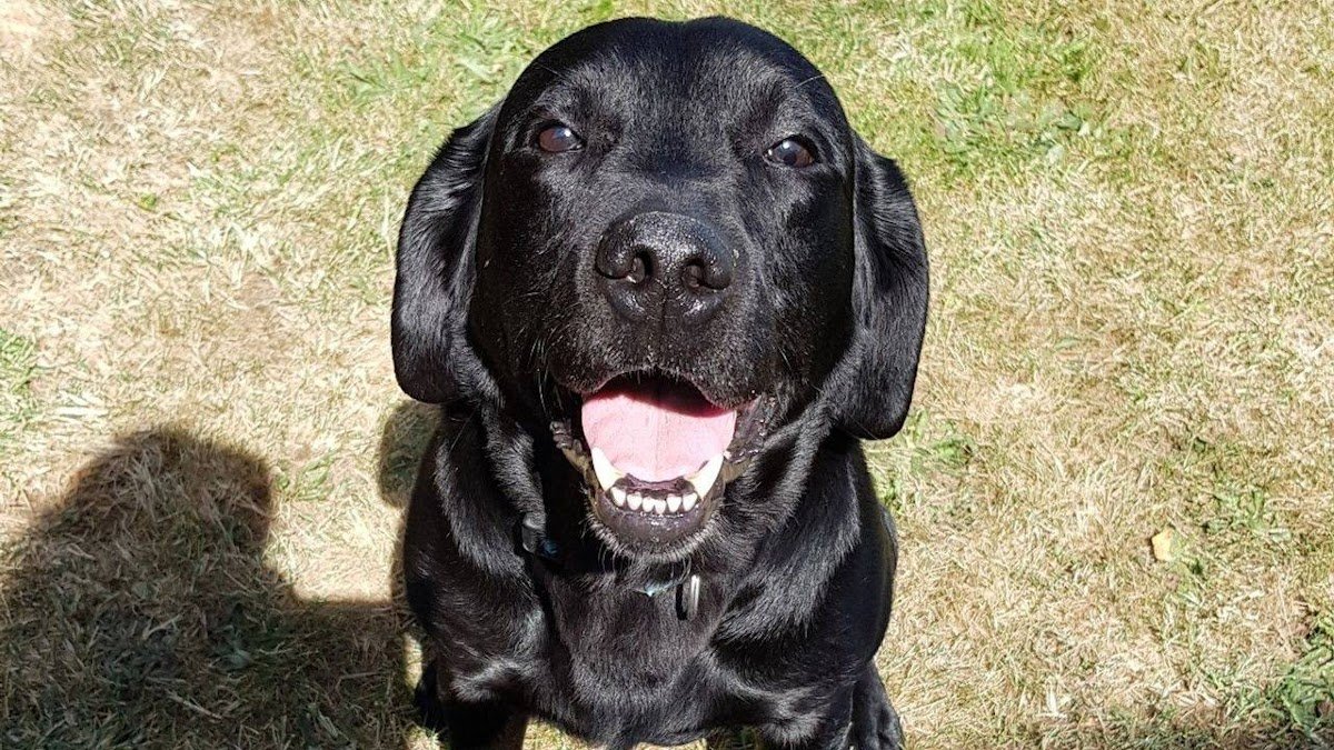 Happy pets-pet boarding - Photo 2