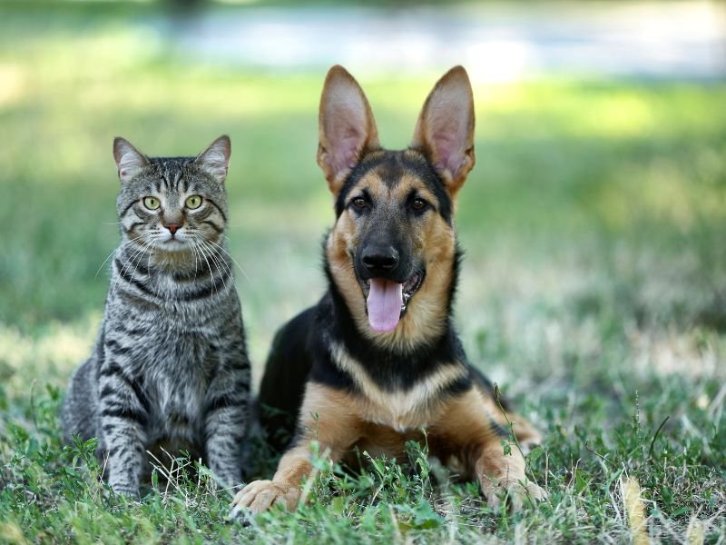 Peak City Puppy - Photo 2