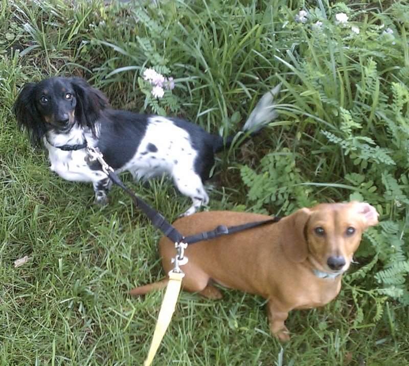 Raleigh Pet Sitters - Photo 2