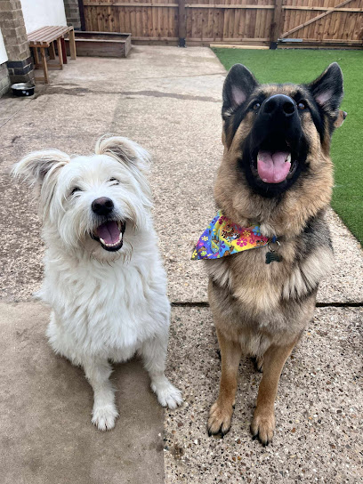 Zoomies Doggy Day Care