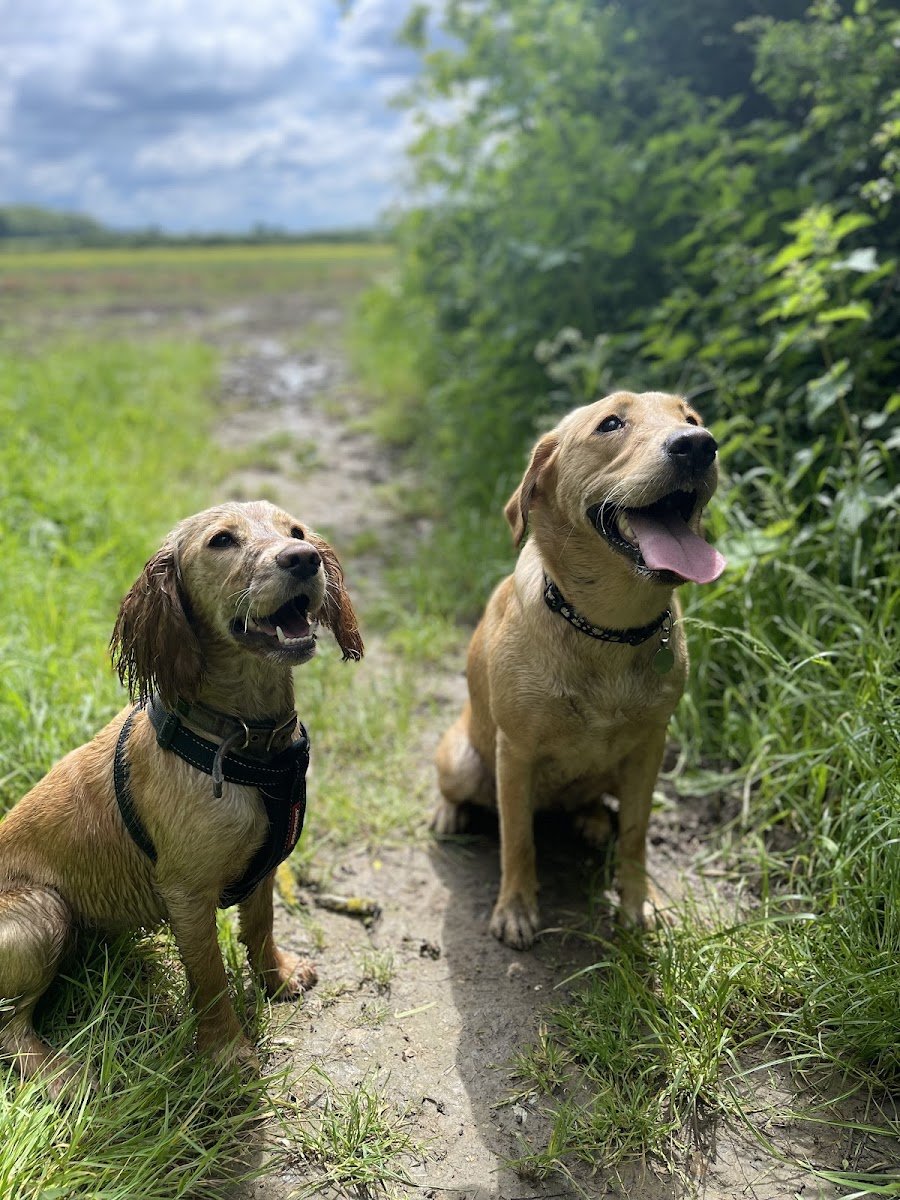A Perfect Pet - Photo 2