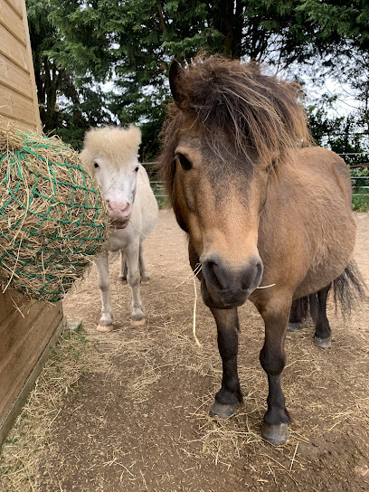 Lincoln Animal Services
