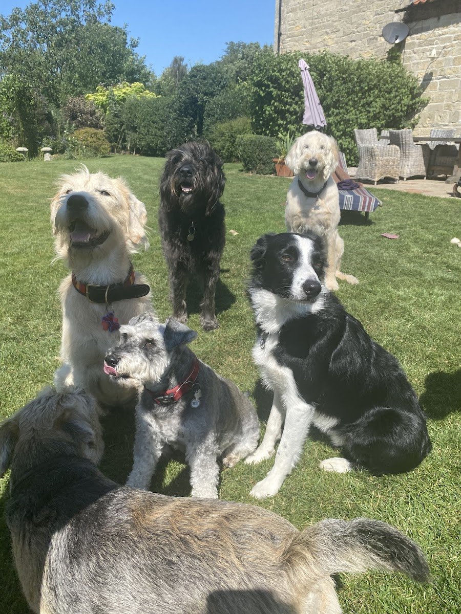 Mutts Manor & Spa - Photo 2