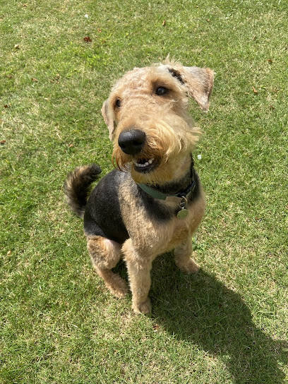 Country Tails Dog Grooming Wellingore