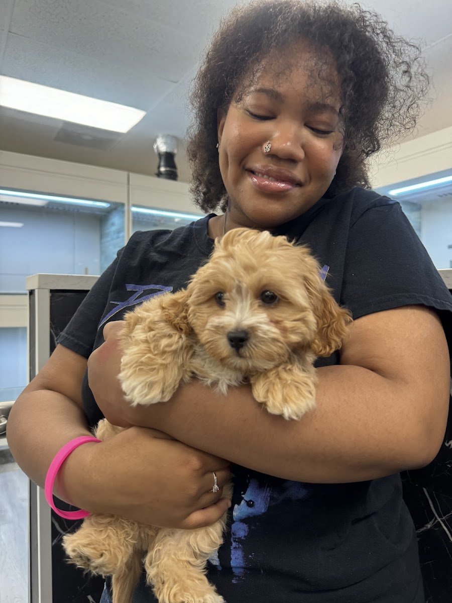 Superstar Puppies For Sale Raleigh - Photo 2