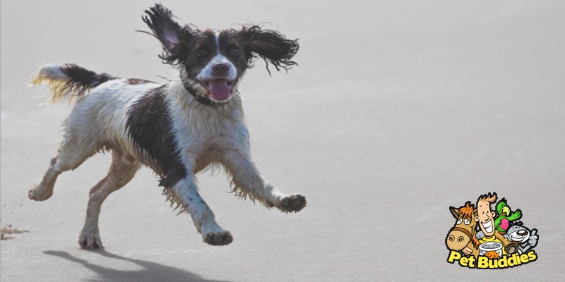 Pet Buddies Ltd - Photo 2