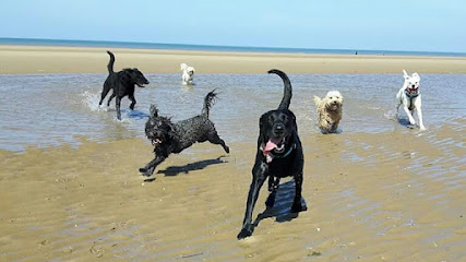 Alpha Pet Care Dog walking and pet sitting services - Blackpool