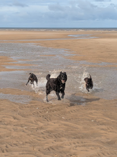 Scoobies Doggy Daycare