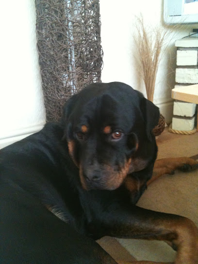 Mo's Retreat Pet Sitting & Spa