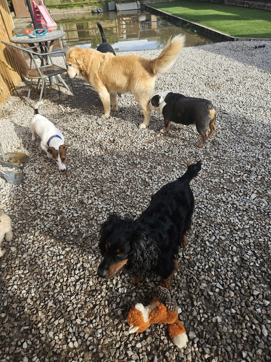 Westway Kennels - Photo 2