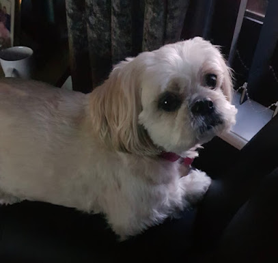 All Dogs Grooming Parlour - Pet Shop in Blackpool