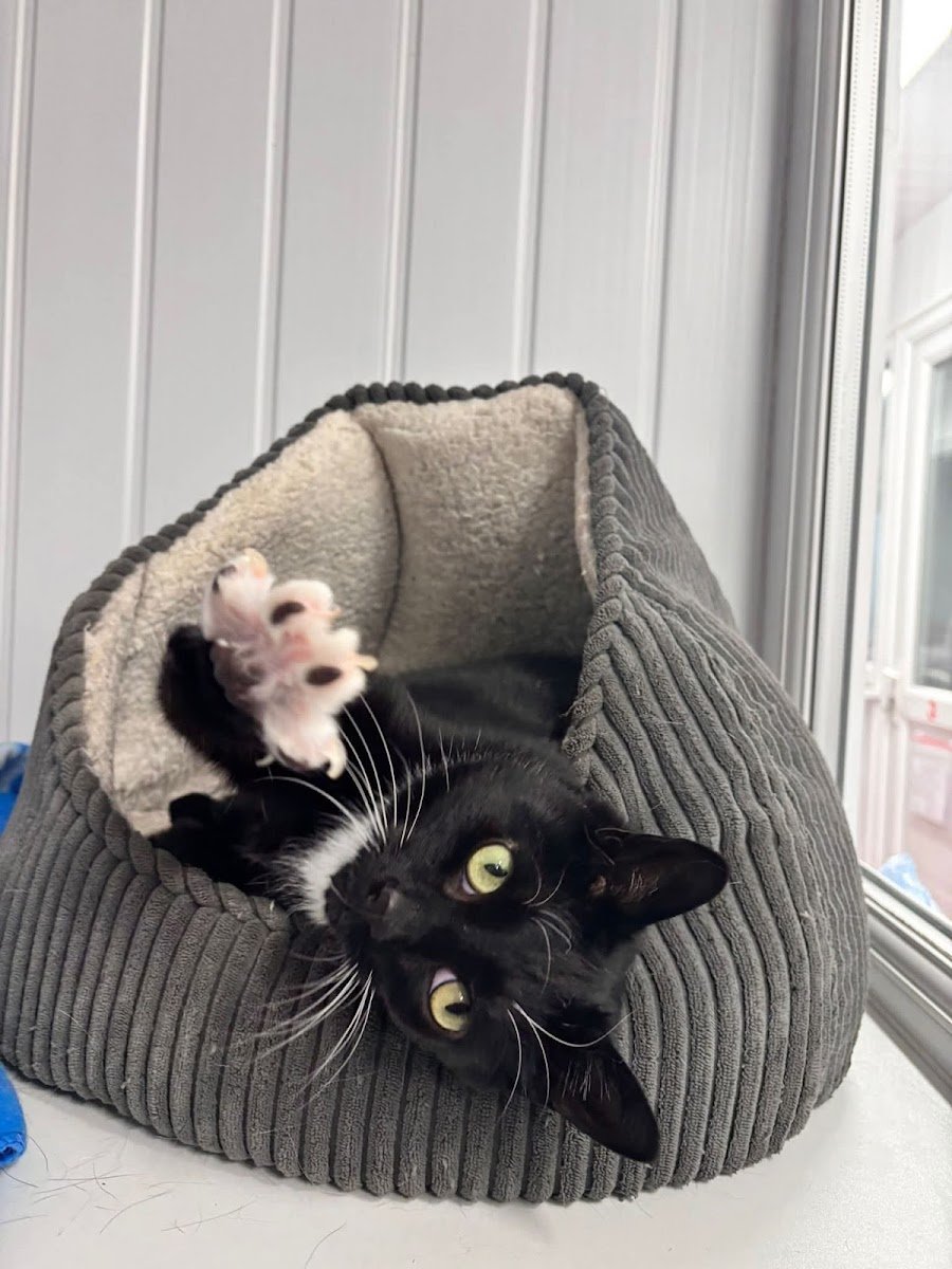 Hollyacres Cattery - Photo 2