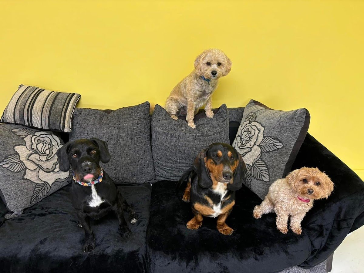 The Wag Nanny - Photo 2