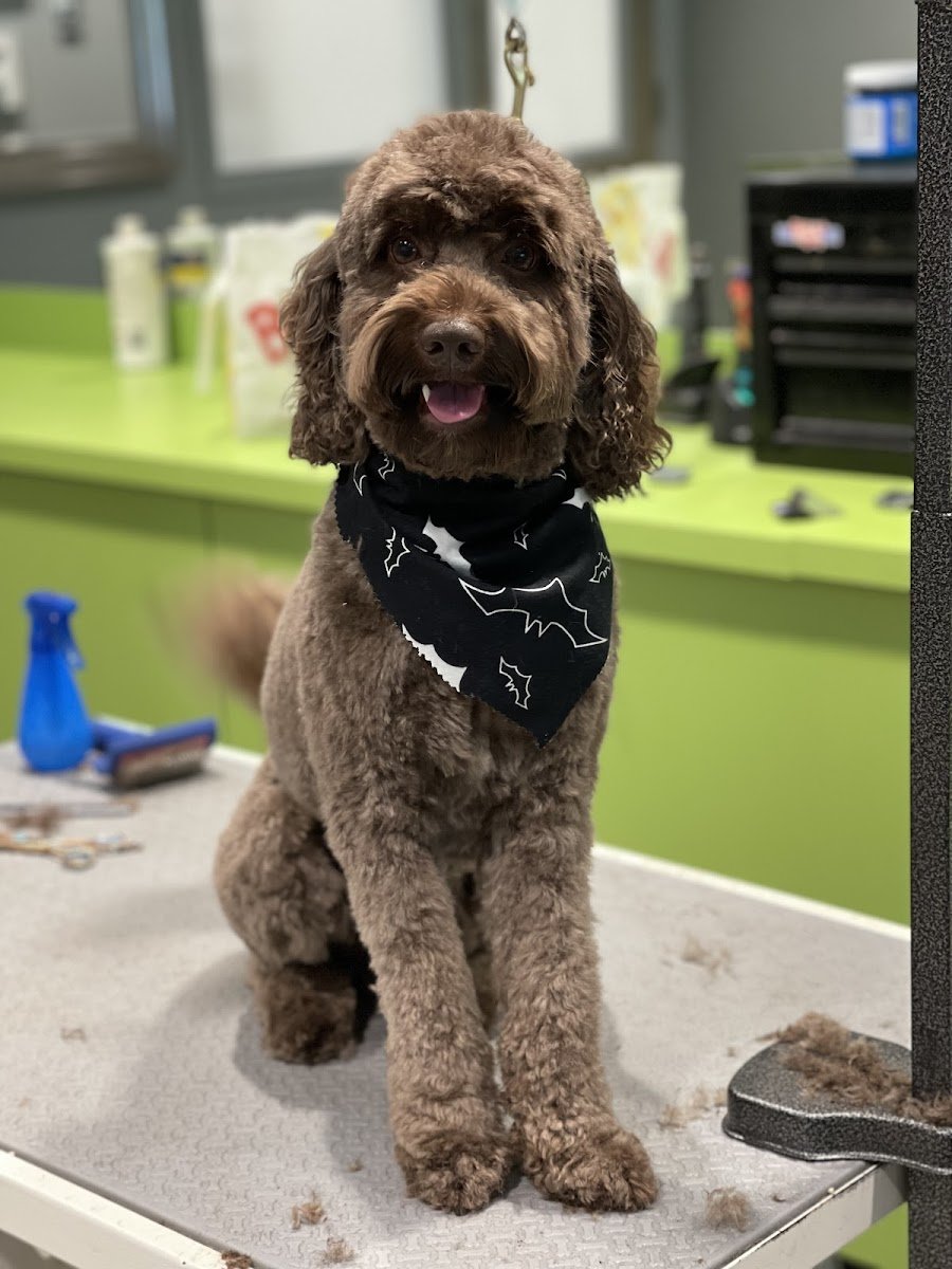 Pawfection Salon NC - Photo 2