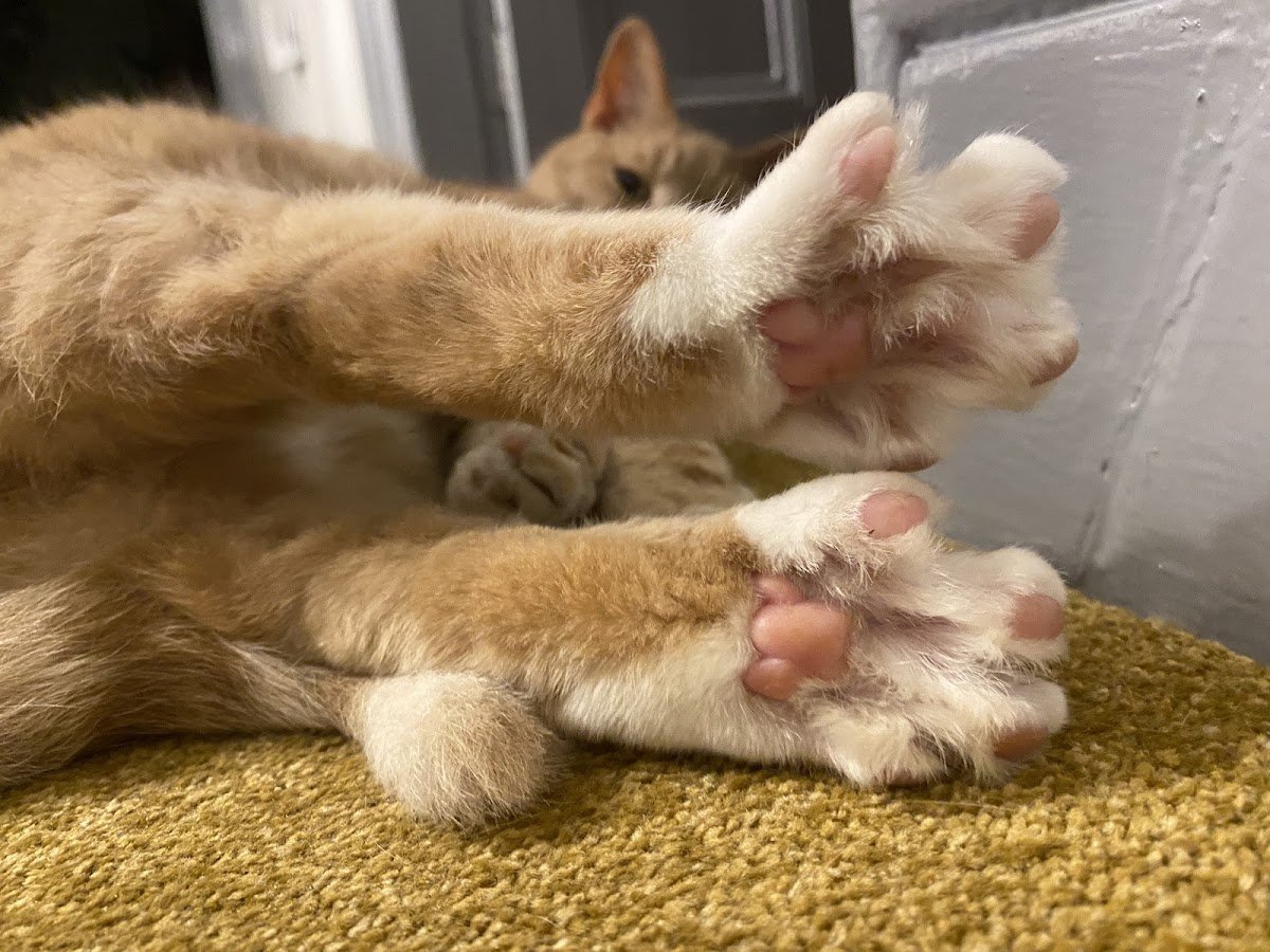 Fluffy Paws Pet Sitting - Photo 2