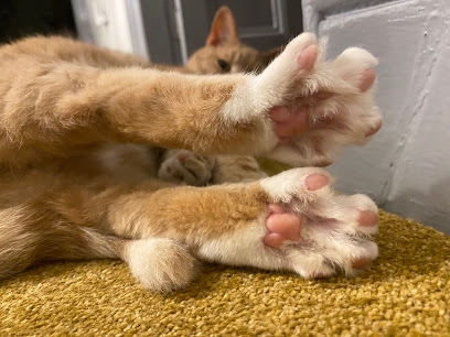 Fluffy Paws Pet Sitting - Pet Shop in Blackpool