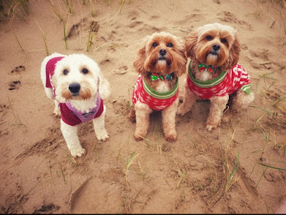 Take The Lead - Dog Walking and Pet Services - Pet Shop in Blackpool