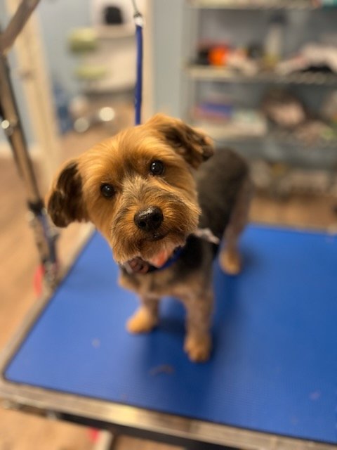 Wakefield Pet Spa - Photo 2