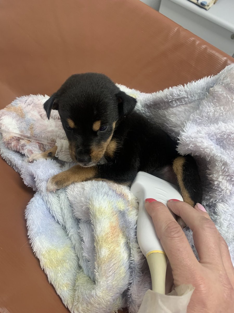 Hospital Veterinário Itaquera