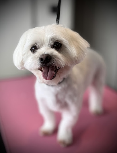 Purely PAWfect Grooming - Pet Shop in Blackpool