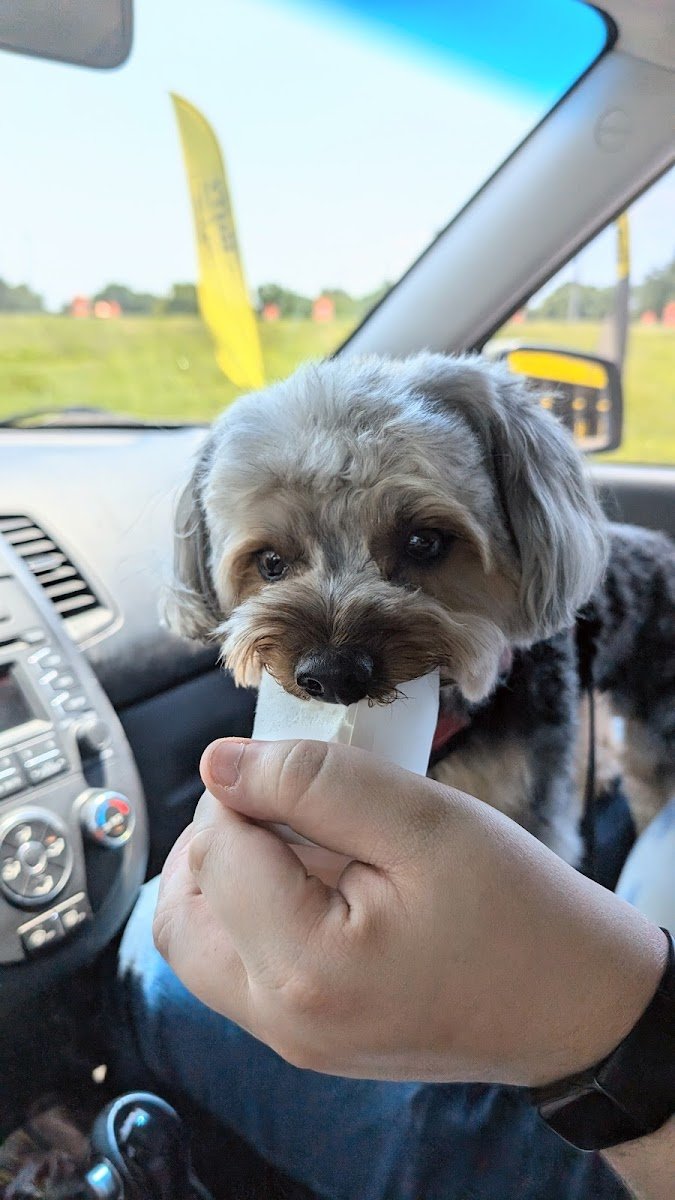 Pet Grooming By Audrey LLC. - Photo 2