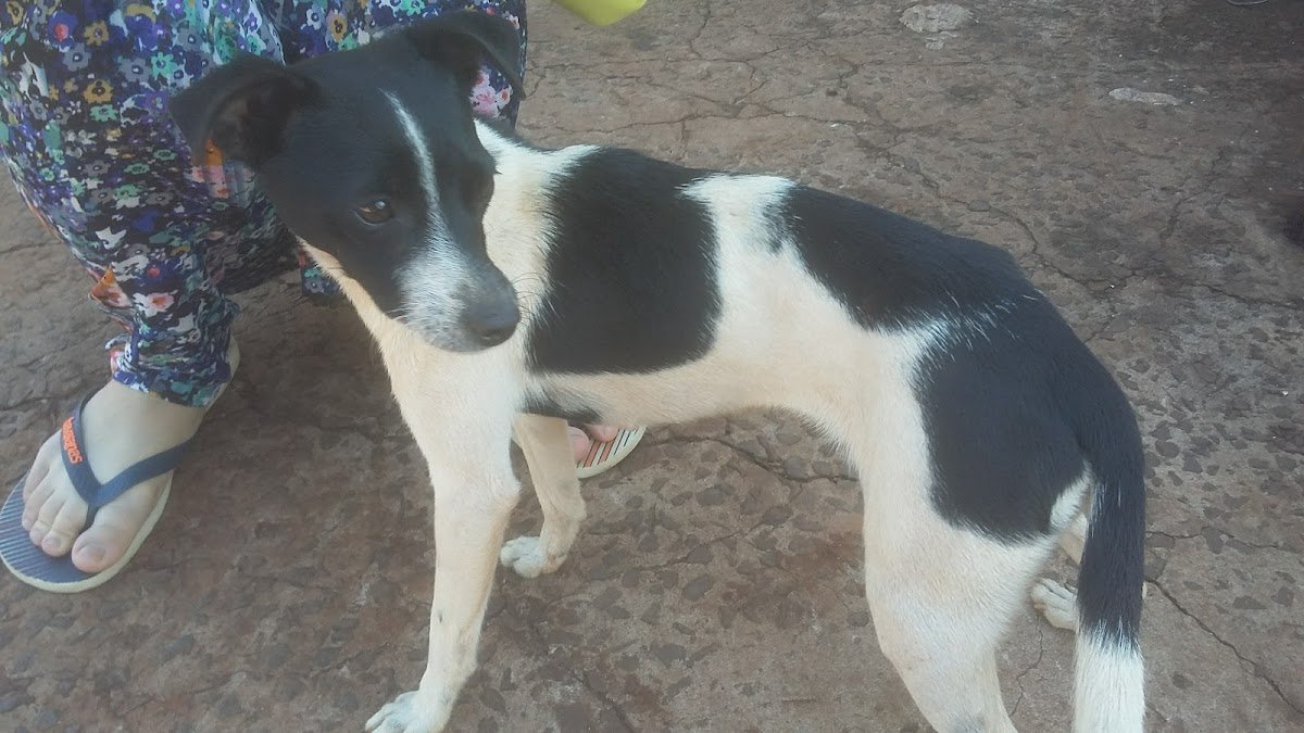 Agroanalise Laboratório de Análises e Assistência Veterinária Ltda - Pet Shop em Sidrolândia