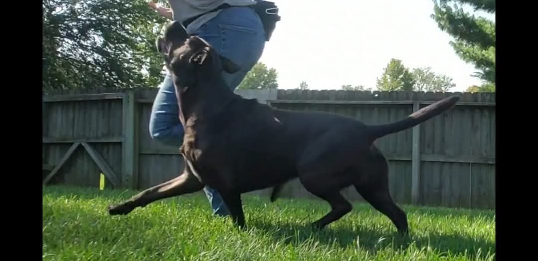 Love2Lead Dog Training LLC - Photo 2