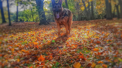 Hollys hounds and felines