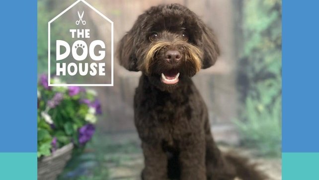 The Dog House - Photo 2