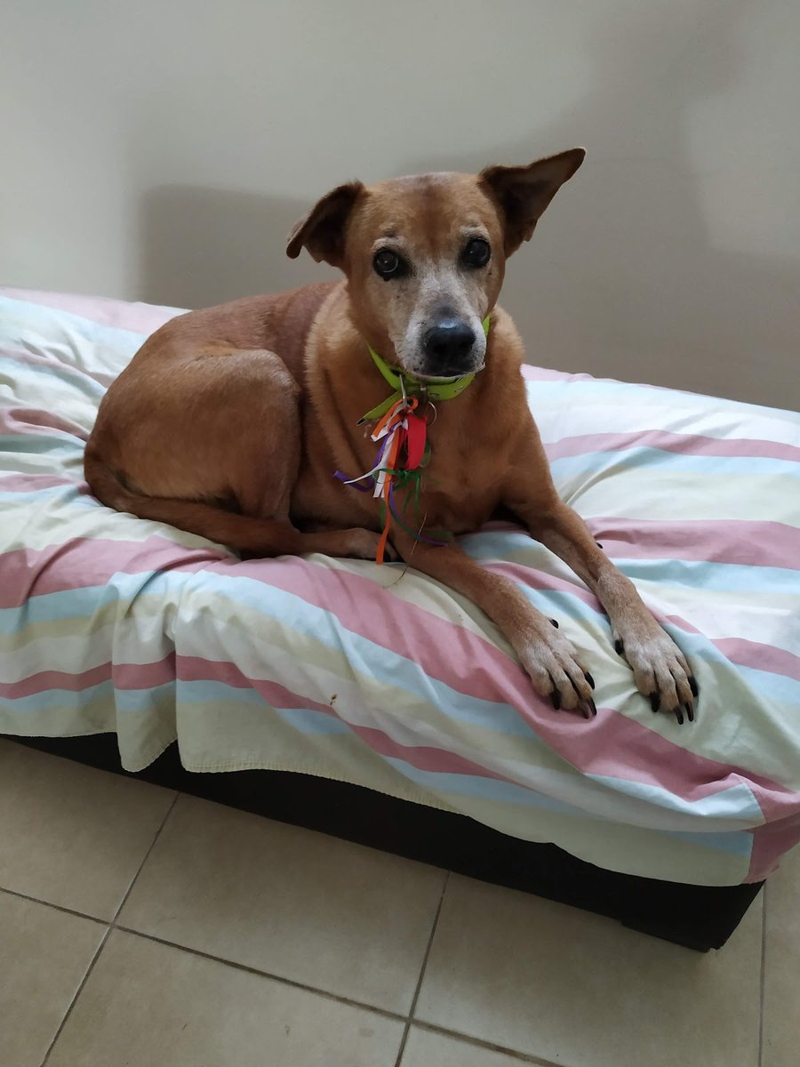 Veterinaria Yagua Pora