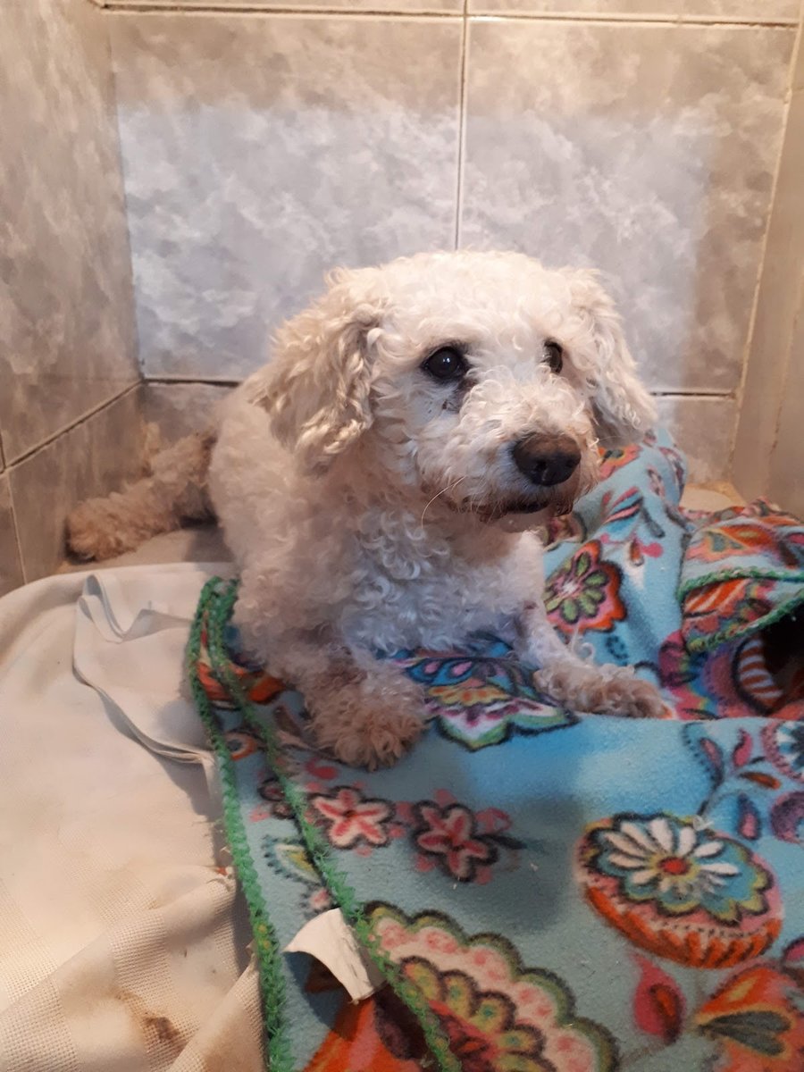 Veterinaria Argentina Guillermo Cura