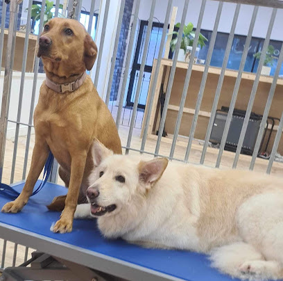 Eston Dog Grooming, Walking and Pet Supplies