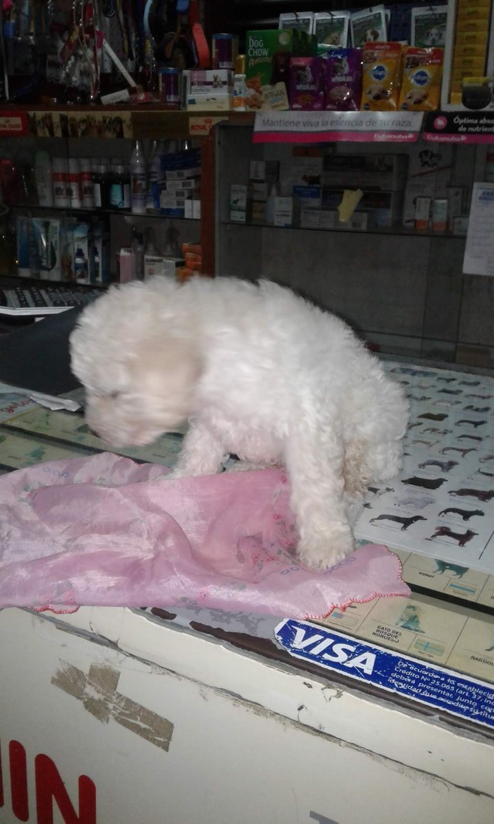Veterinaria San Roque - Pet Shop em Paraná