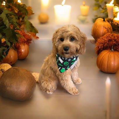 Sherbet Dog Grooming