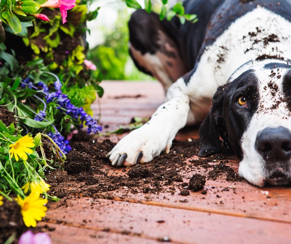 Pawfect Staycay - Photo 2