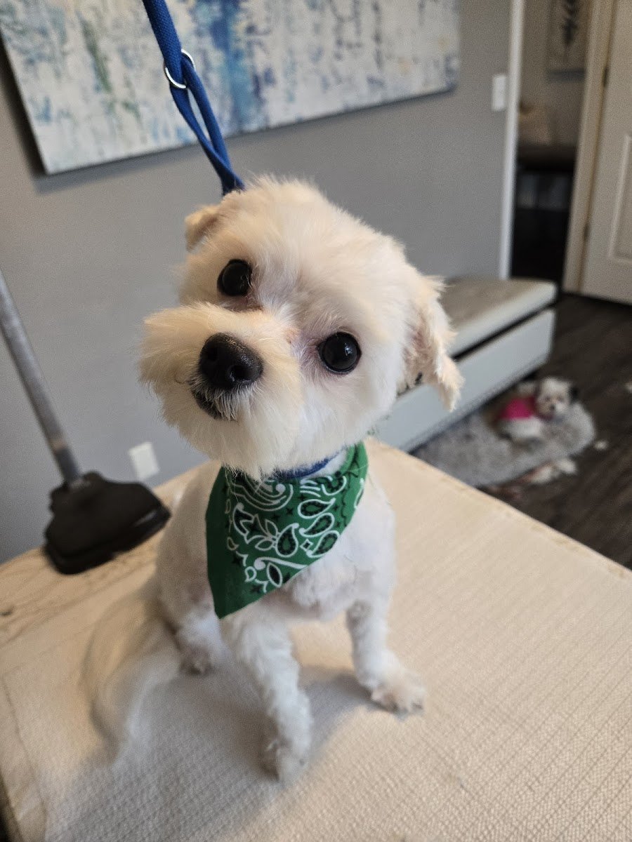 Small Dog Salon - Photo 2