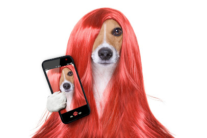 Barking Beautician - Pet Shop in Omaha