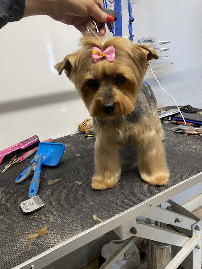 Bark & Bubbles Dog Groomers Middlesbrough