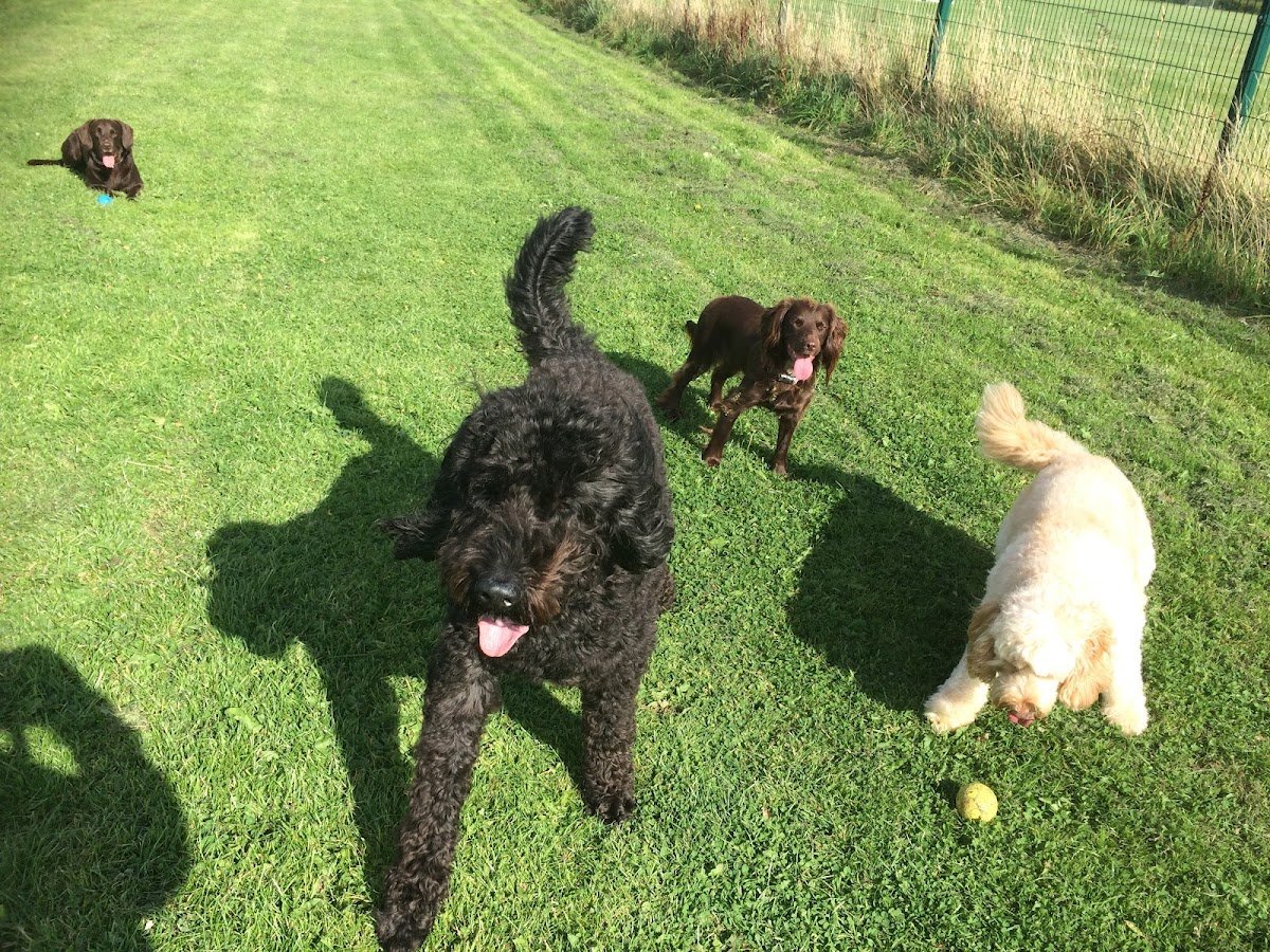 Waggletail- Dog Walking & Home Boarding - Photo 2