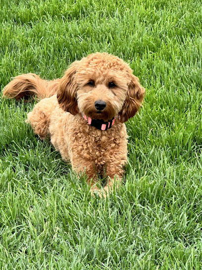 Specialized Pet Services