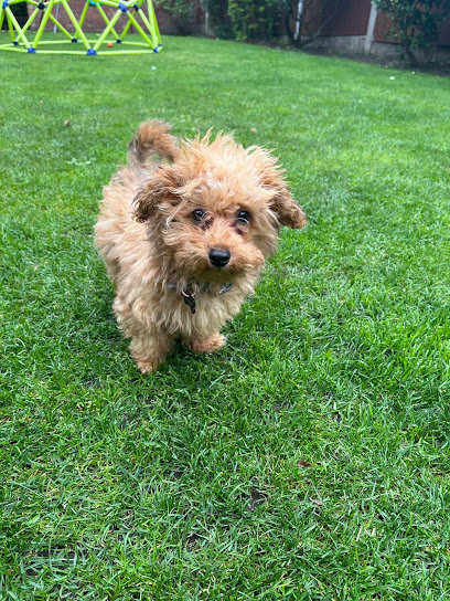 Barklett’s Home from Home for Small Breeds Teesside