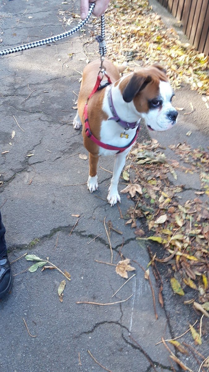 Happy Tails Redcar - Photo 2