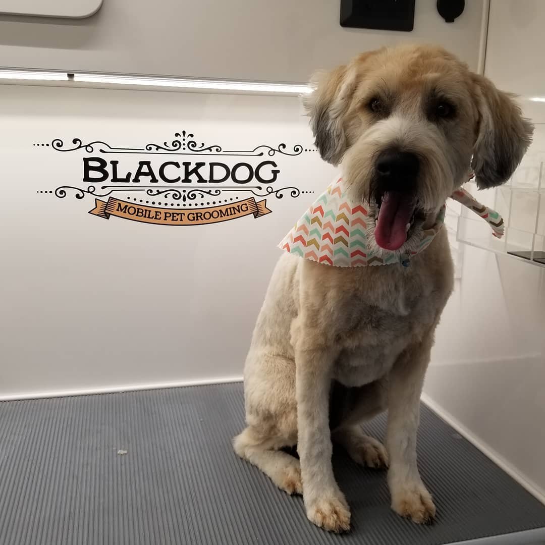 BlackDog Mobile Pet Grooming - Photo 2