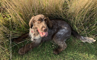 Ayton Home Dog Boarding