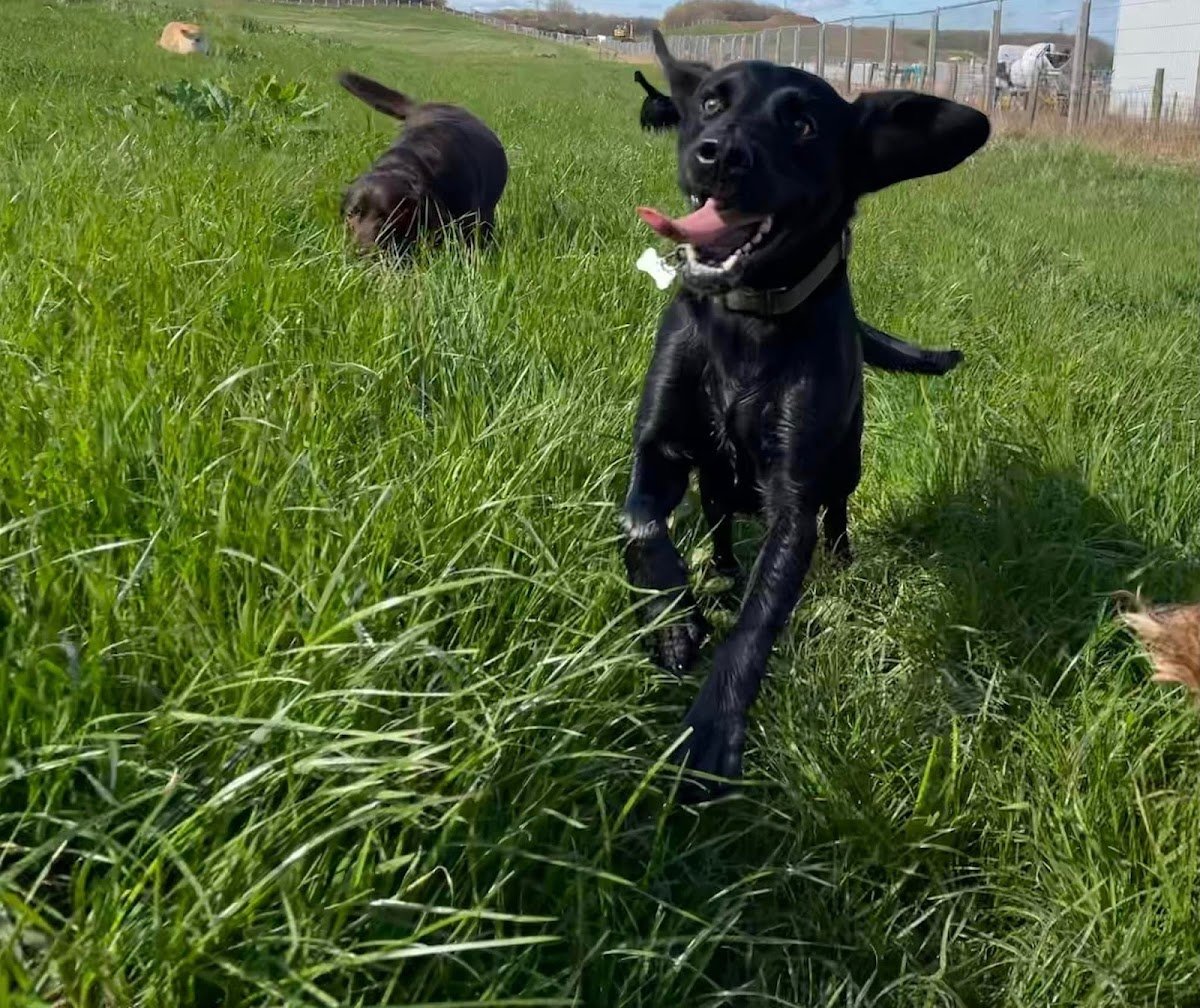 Mooches With Pooches - Photo 2