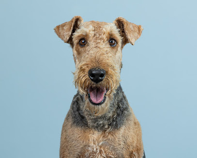 Jacqui Paterson's Veterinary Surgery