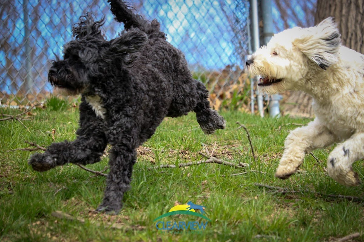 Clearview Pet Care Centre - Photo 2